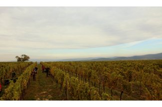 vino